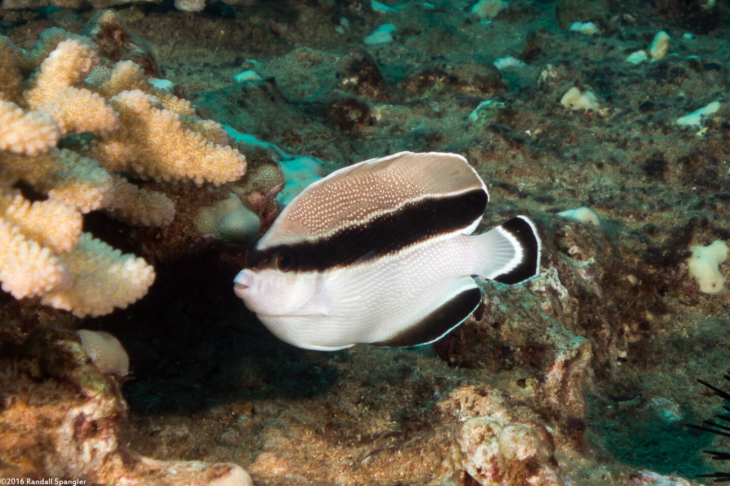 Apolemichthys arcuatus (Bandit Angelfish)