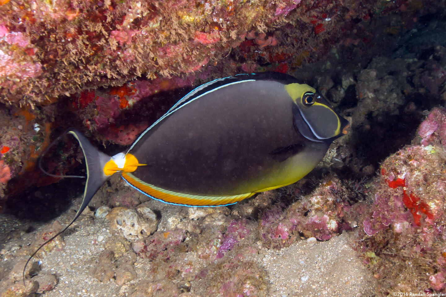 Naso lituratus (Orangespine Unicornfish)