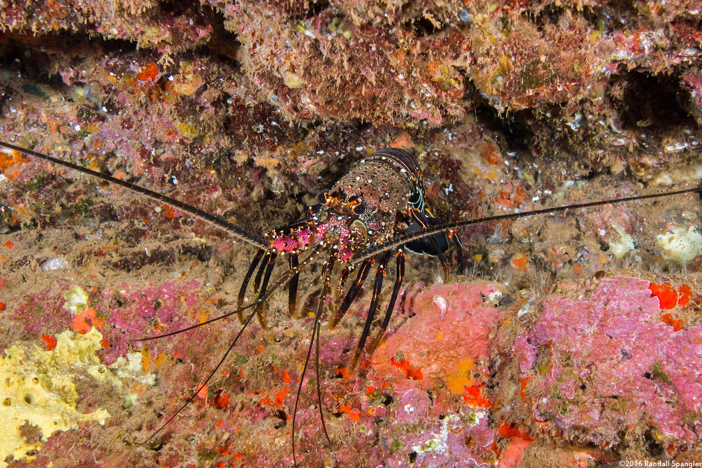 Panulirus marginatus (Banded Spiny Lobster)