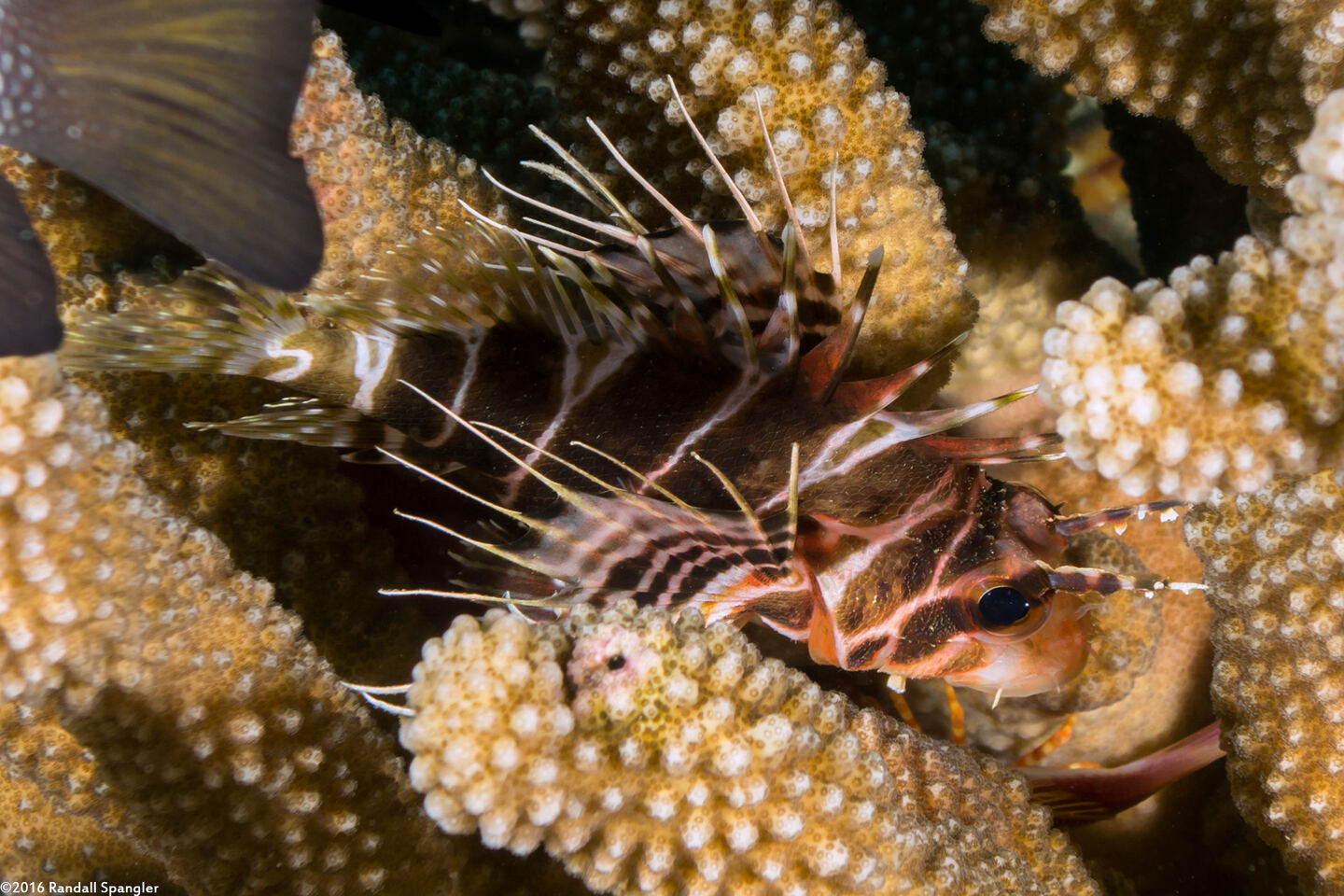 Pterois sphex (Hawaiian Red Lionfish)