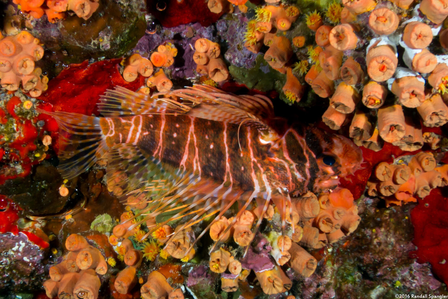 Pterois sphex (Hawaiian Red Lionfish)
