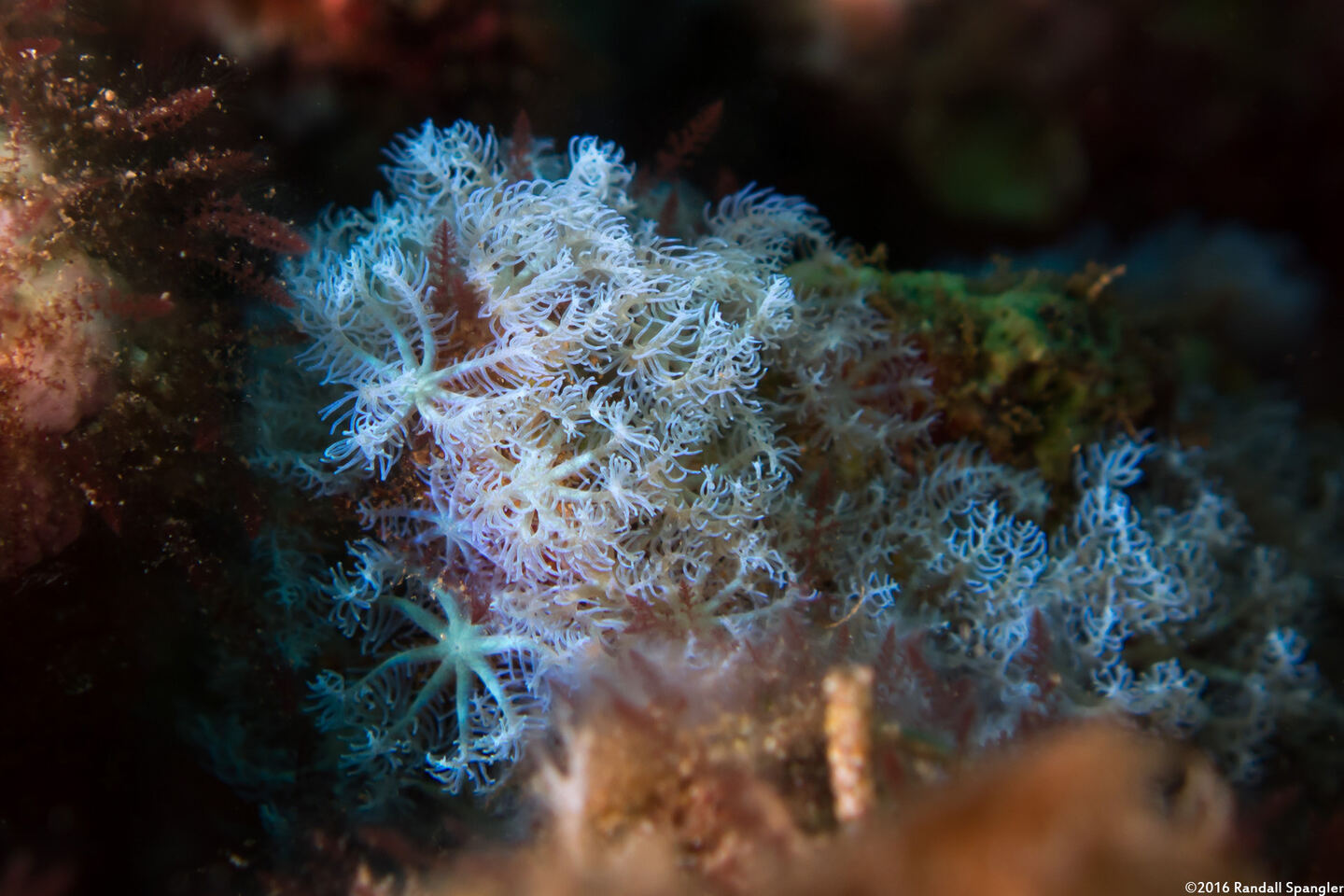 Sarcothelia edmondsoni (Blue Octocoral)