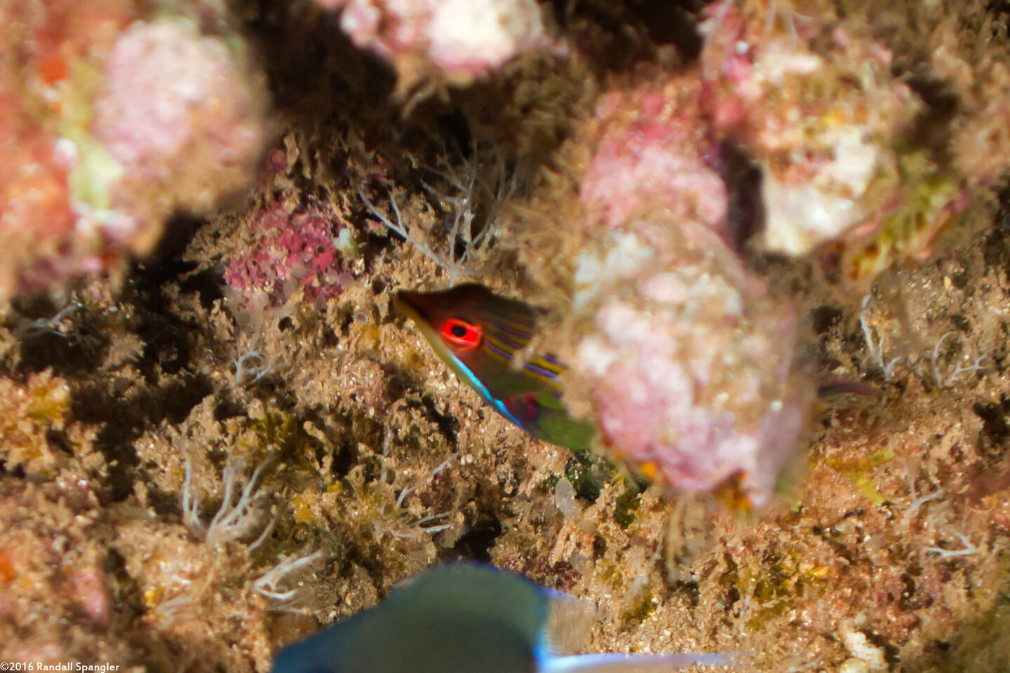Pseudocheilinus tetrataenia (Fourline Wrasse)