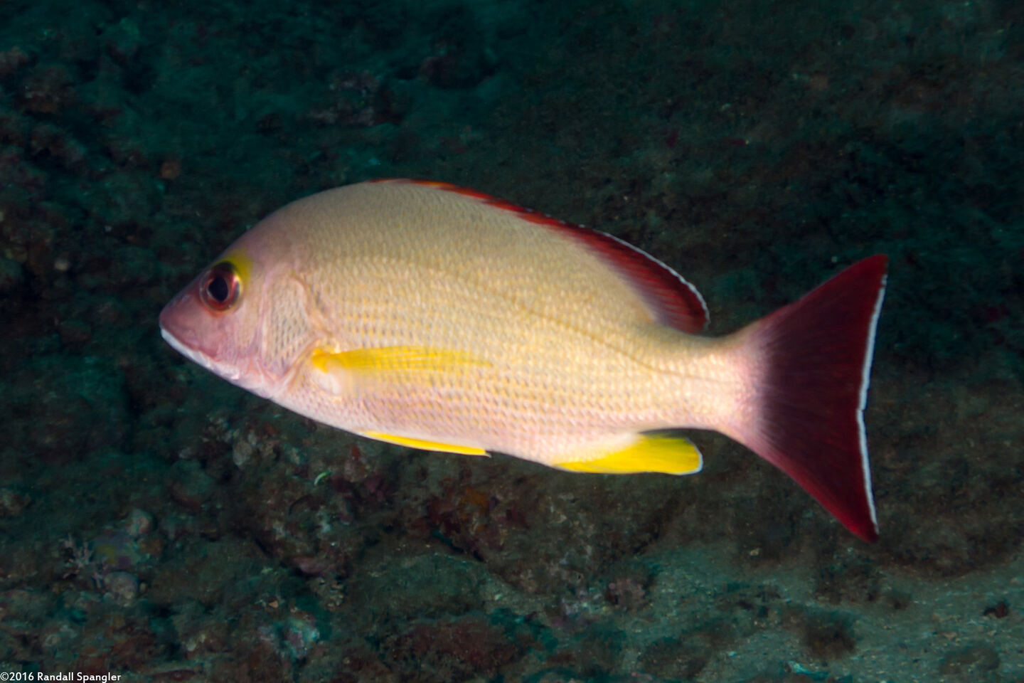 Lutjanus fulvus (Blacktail Snapper)