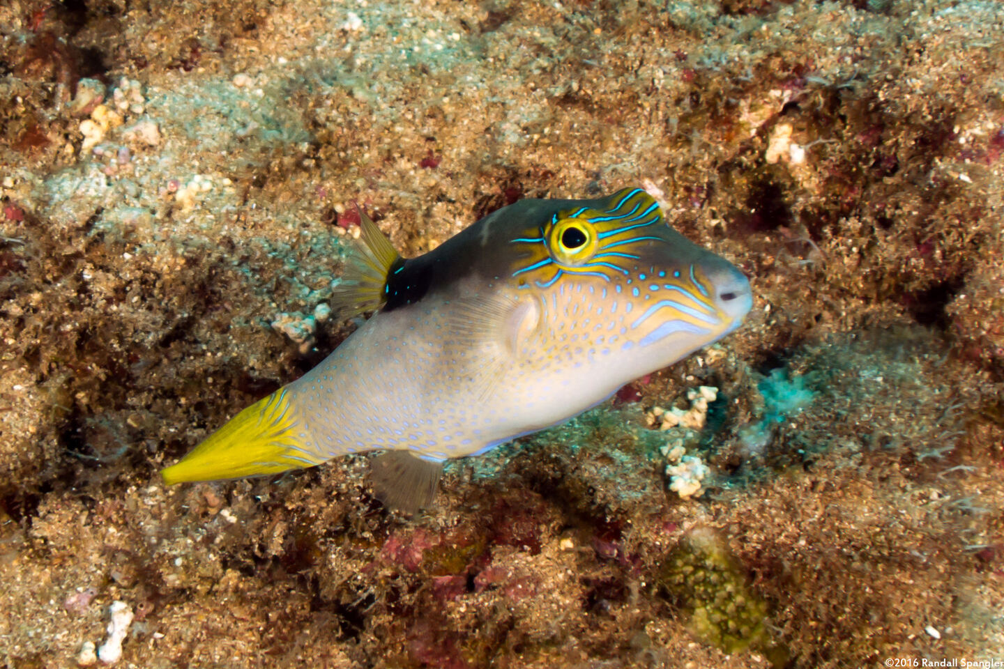 Canthigaster epilampra (Lantern Toby)