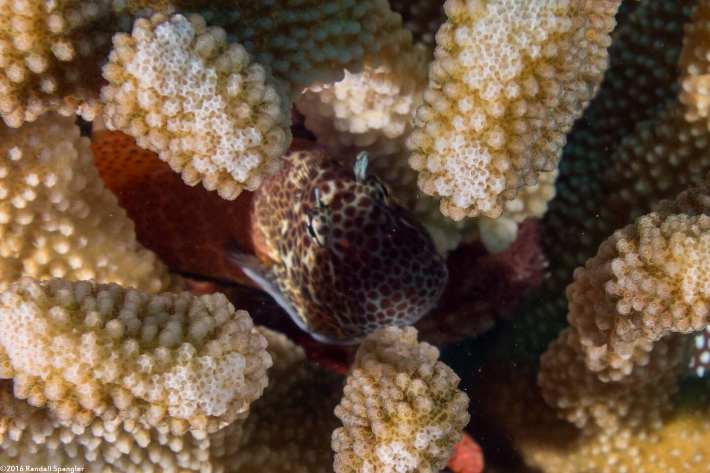 Exallias brevis (Spotted Coral Blenny)