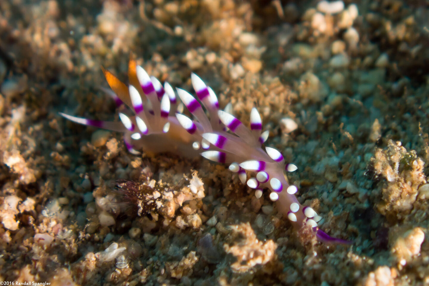 Coryphellina exoptata (Desirable Flabellina)