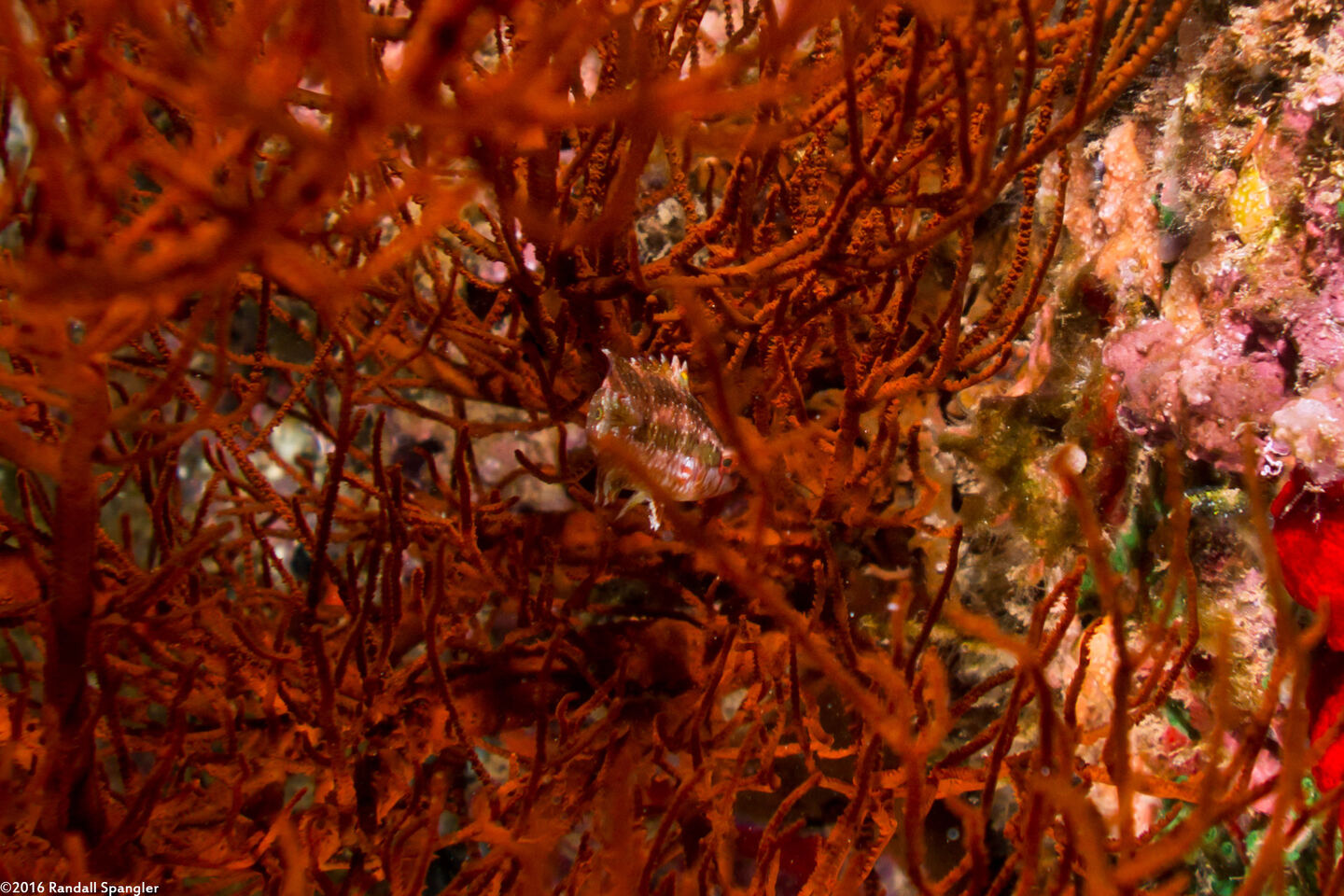 Oxycheilinus bimaculatus (Twospot Wrasse)