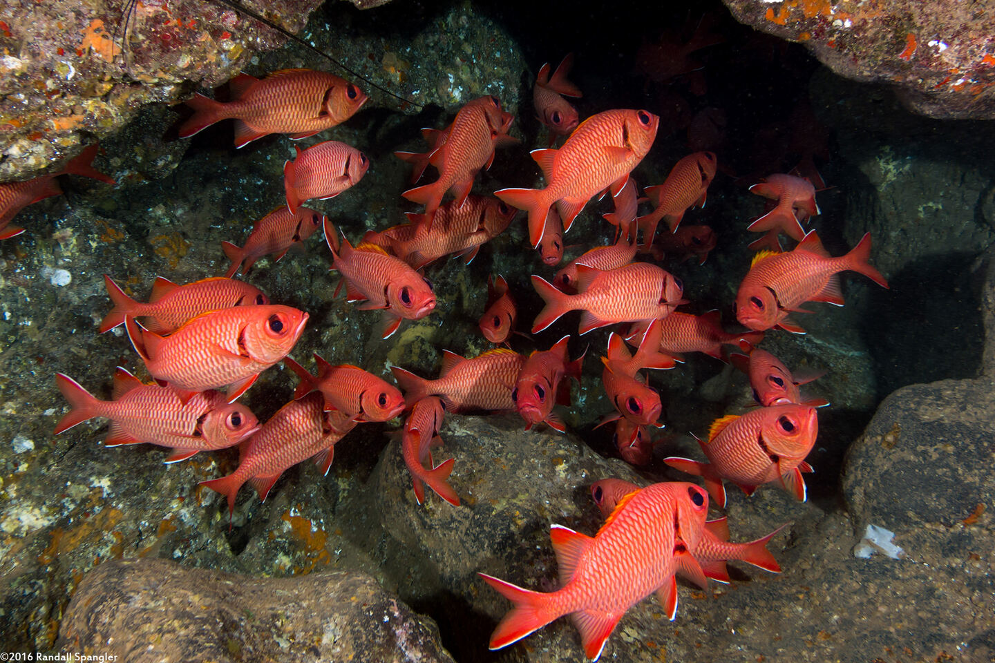 Myripristis berndti (Bigscale Soldierfish)