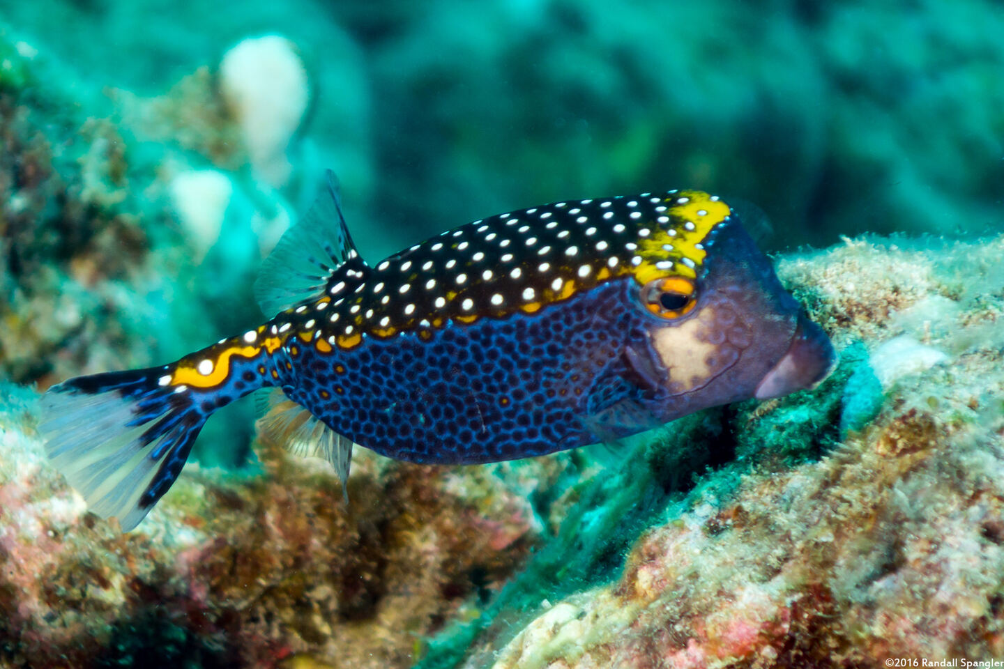 Ostracion meleagris (Spotted Boxfish)