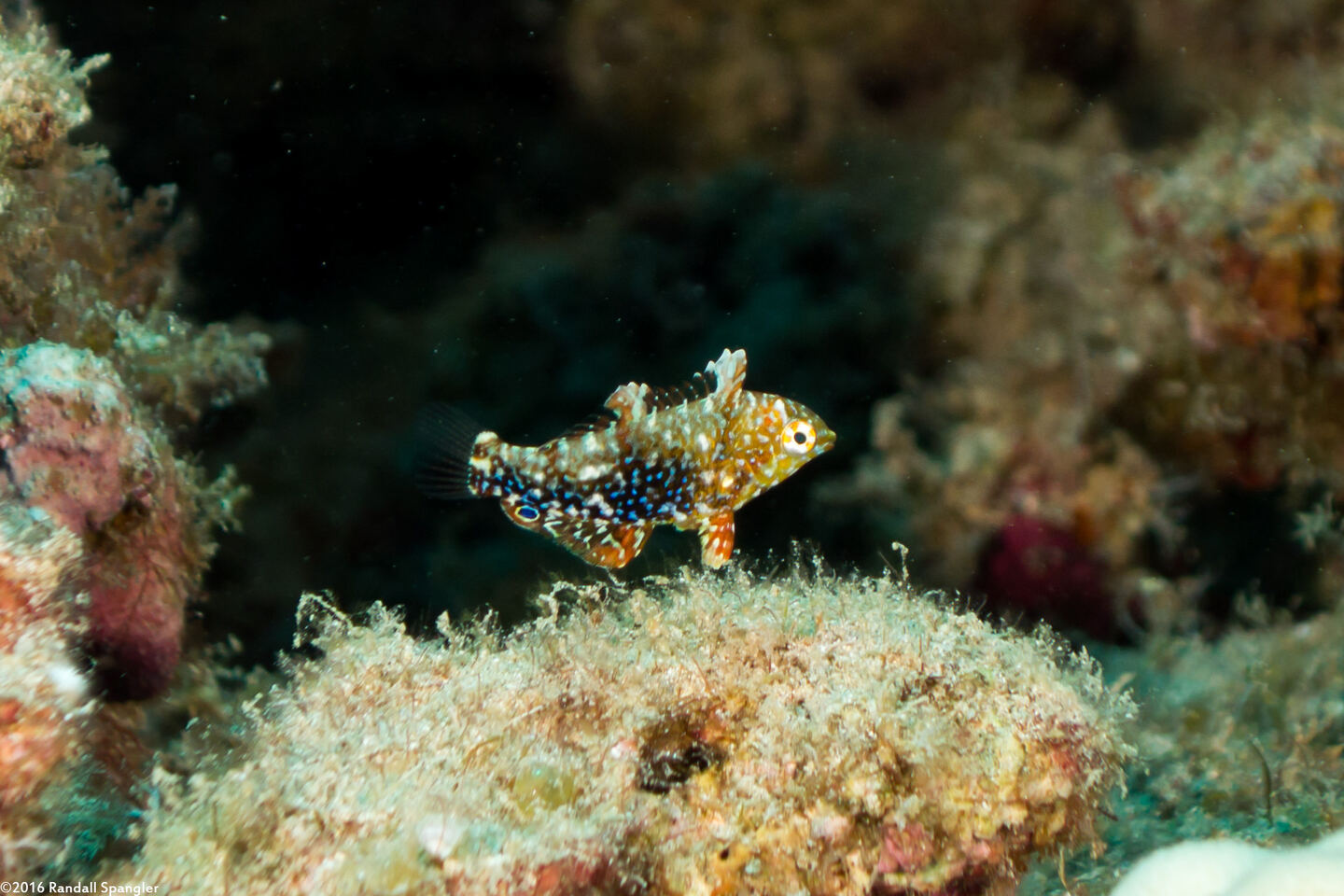 Macropharyngodon geoffroy (Shortnose Wrasse)