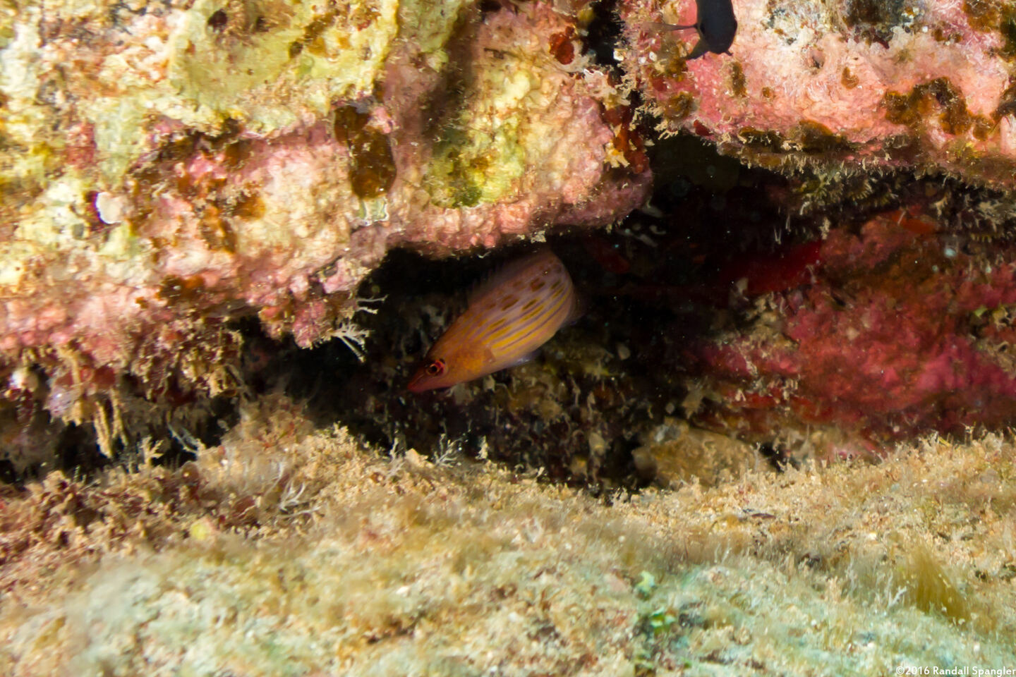 Pseudocheilinus octotaenia (Eightline Wrasse)