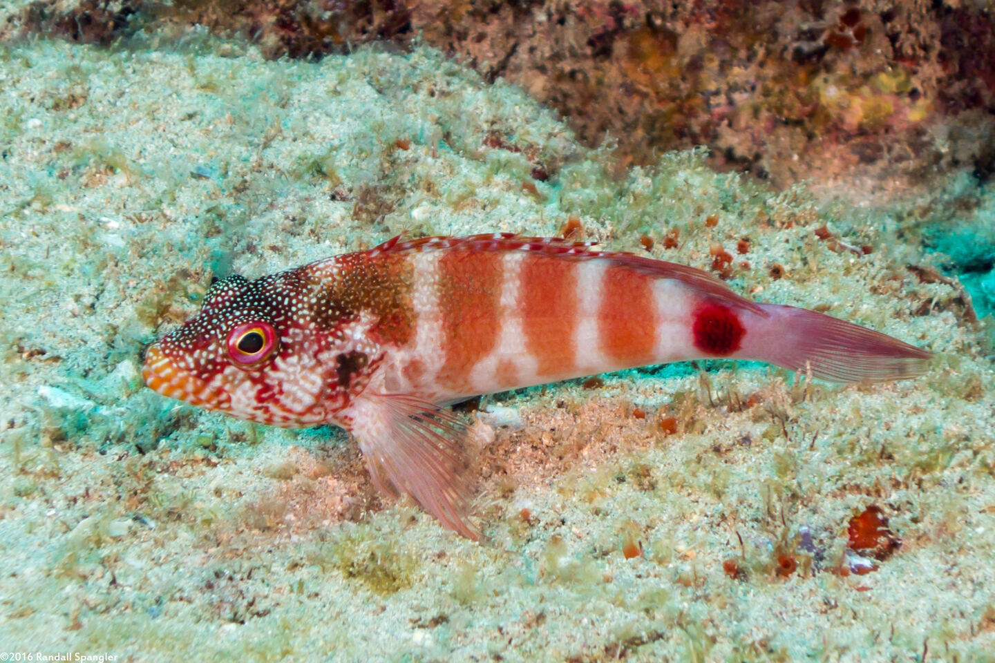 Cirrhitops fasciatus (Redbarred Hawkfish)