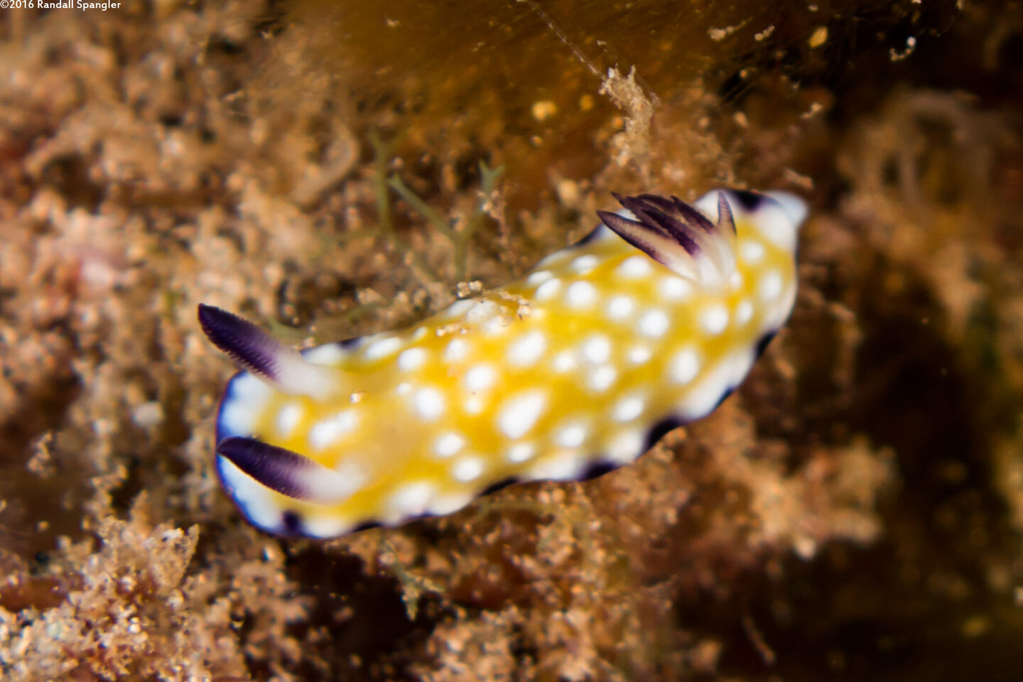 Goniobranchus vibratus (Trembling Nudibranch)