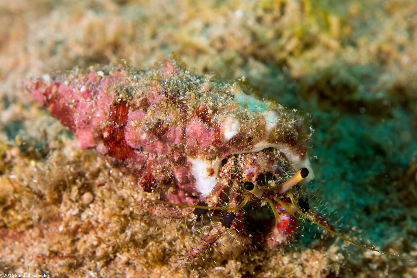 Dardanus sanguinocarpus (Bloody Hermit Crab)