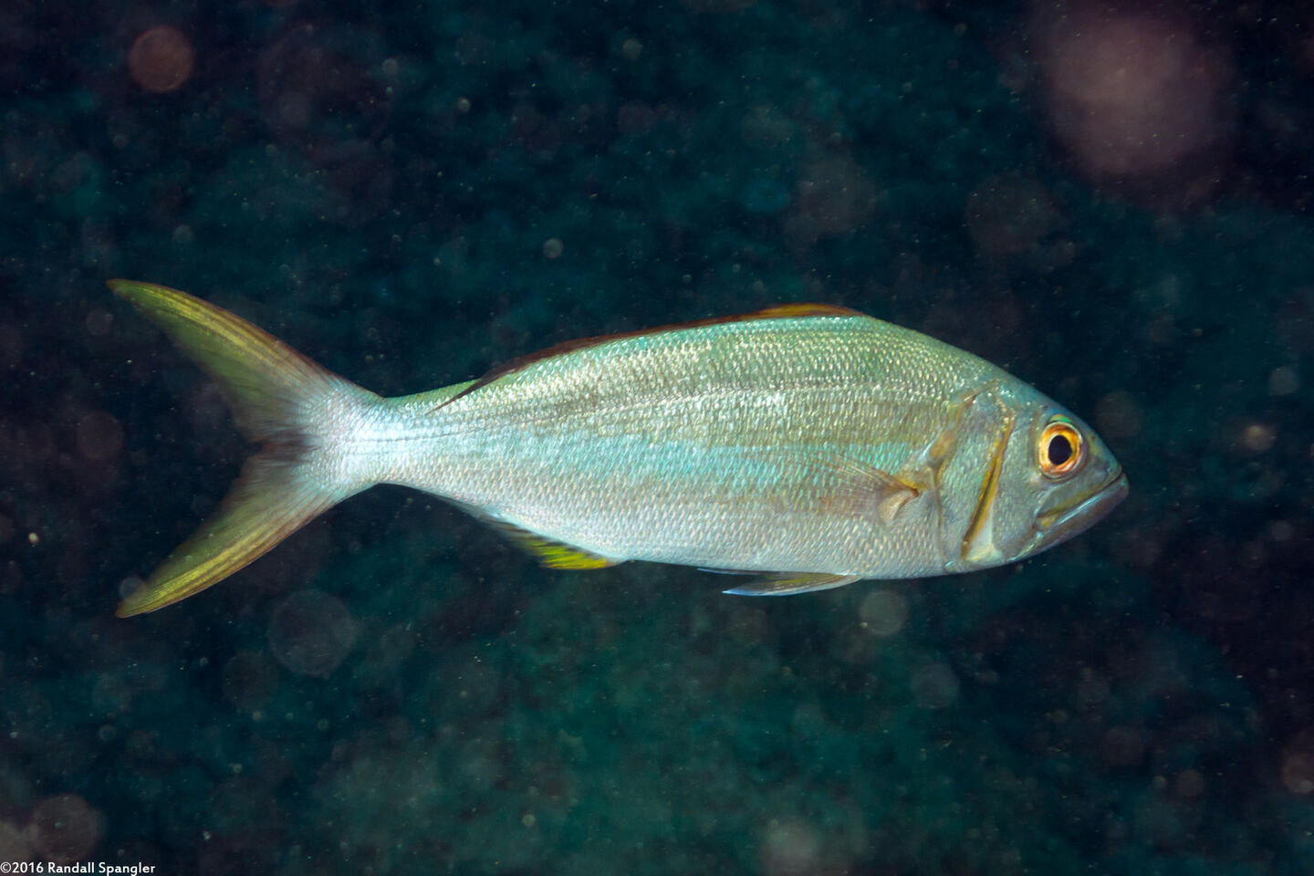 Aphareus furca (Smalltooth Jobfish)