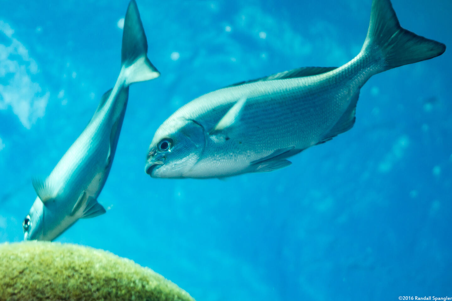 Kyphosus sandwicensis (Gray Chub)