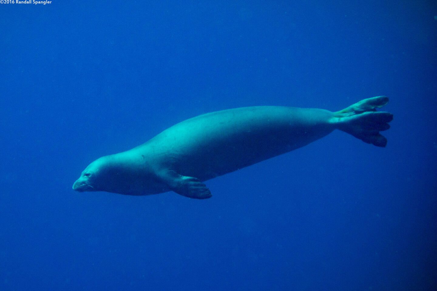 Monachus schauinslandi (Hawaiian Monk Seal)