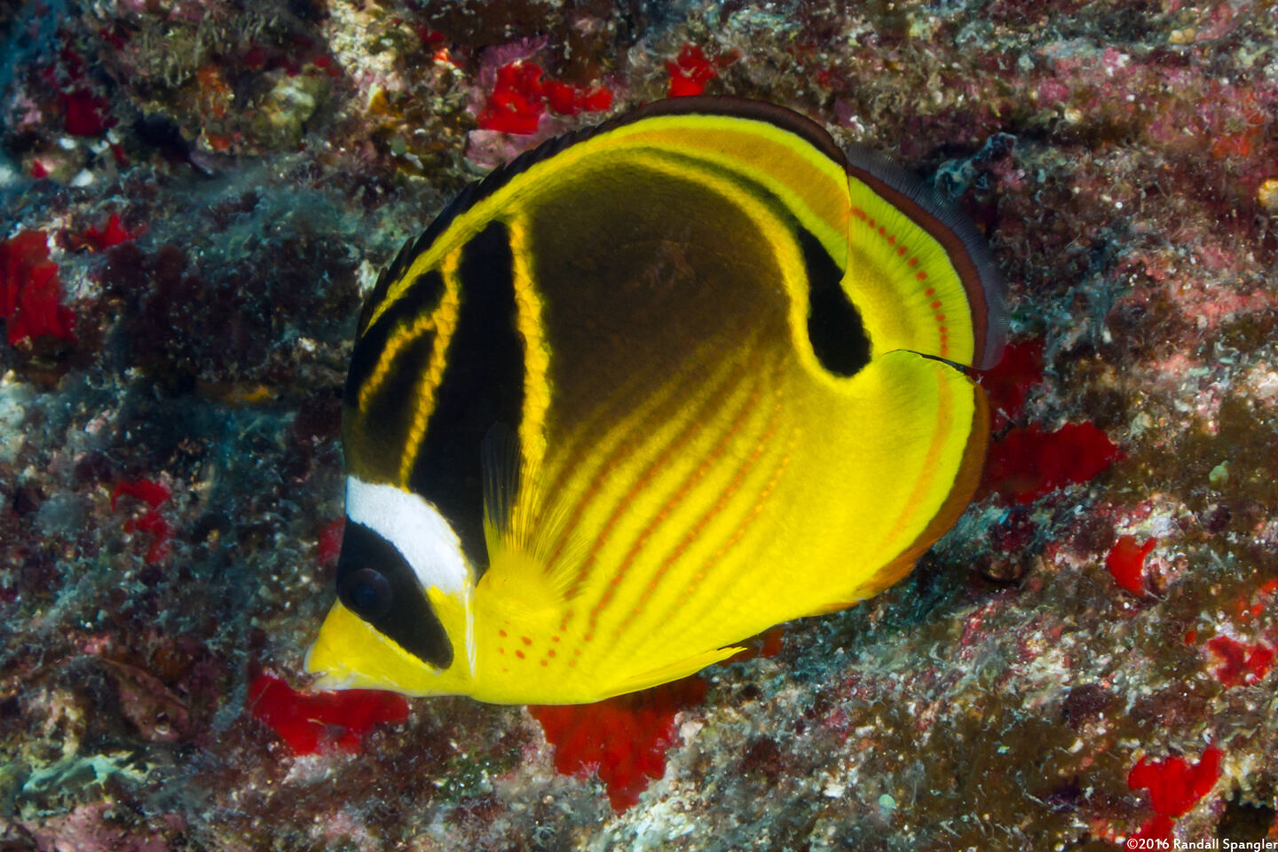 Chaetodon lunula (Raccoon Butterflyfish)