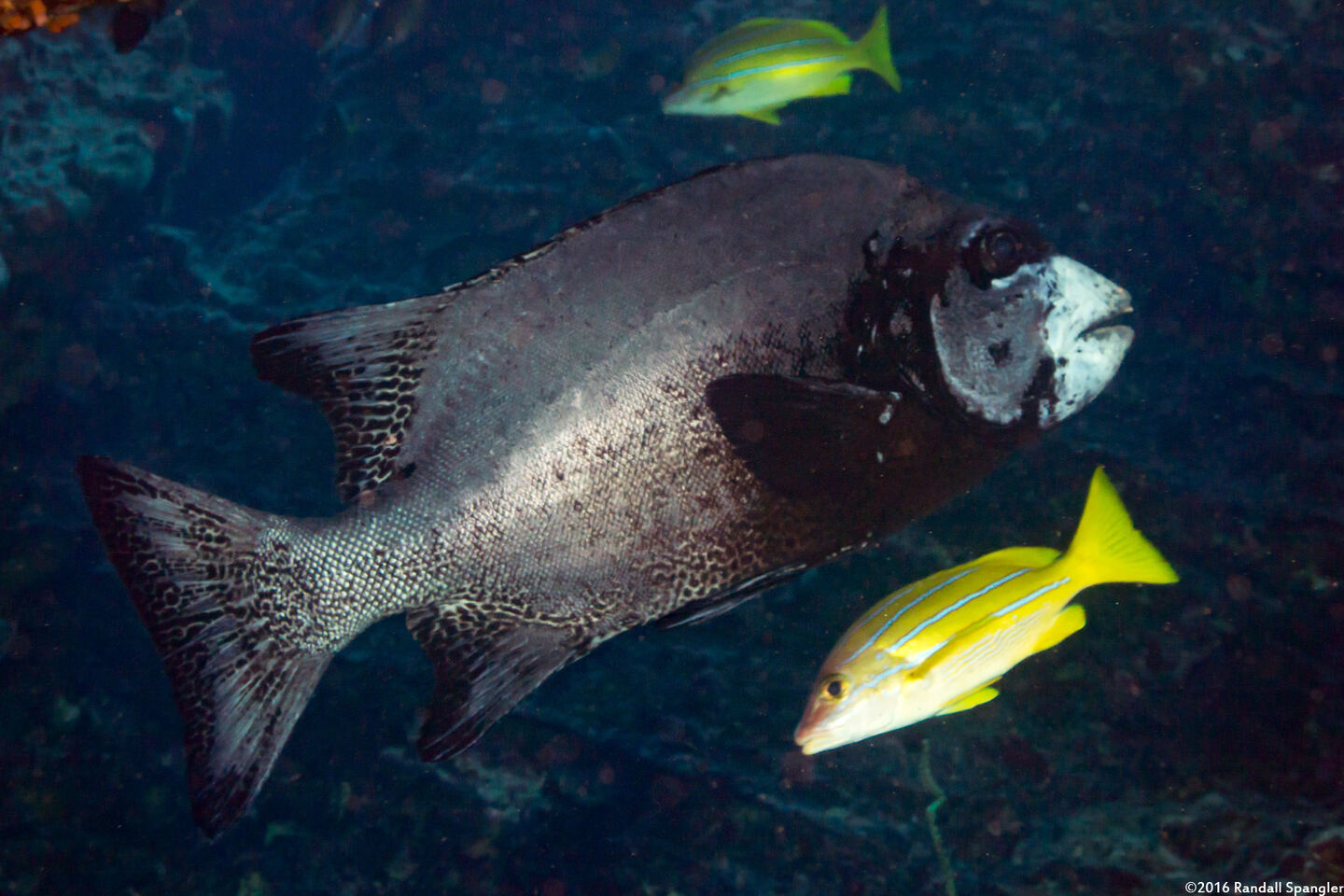 Oplegnathus punctatus (Spotted Knifejaw)