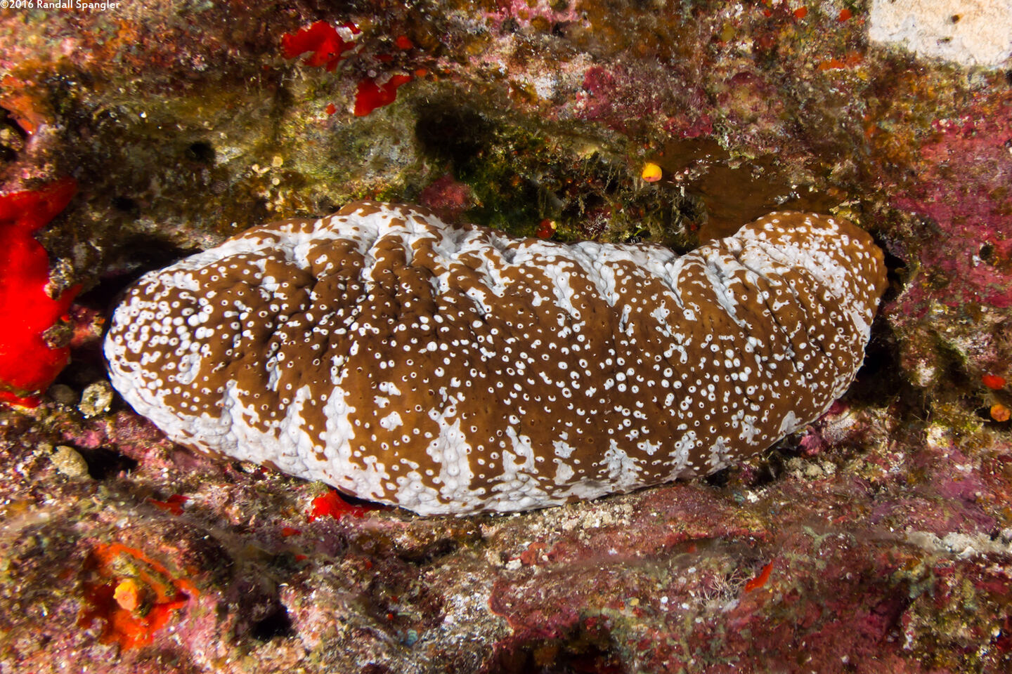 Actinopyga mauritiana (White-Spotted Sea Cucumber)
