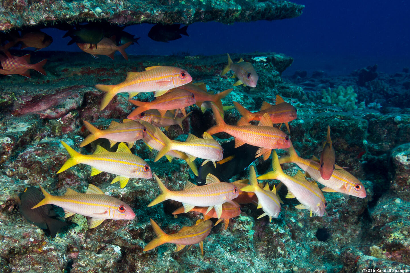 Mulloidichthys vanicolensis (Yellowfin Goatfish)