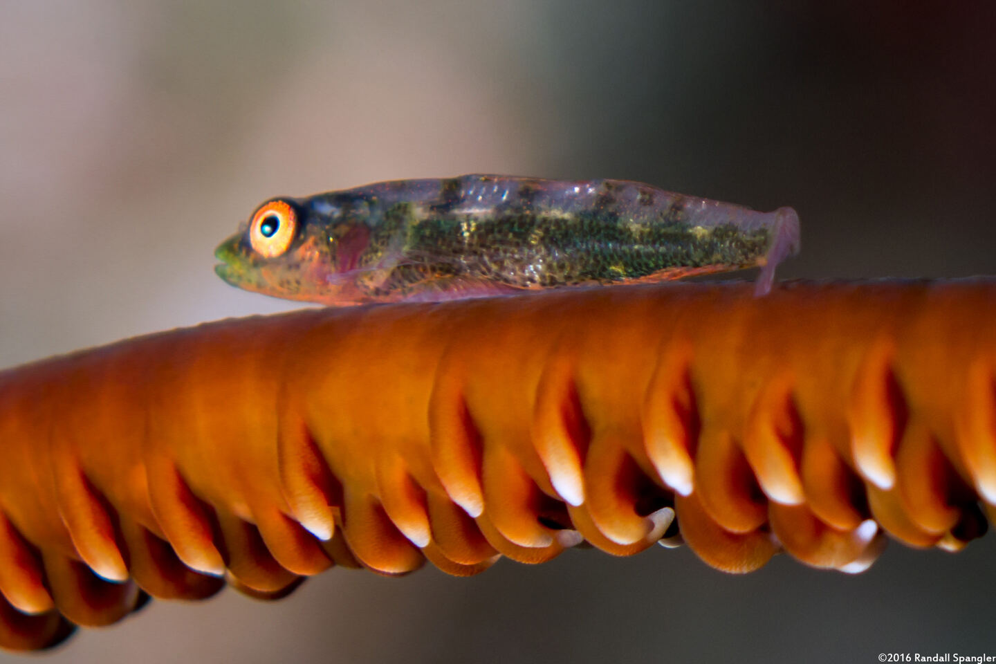 Bryaninops yongei (Wire Coral Goby)