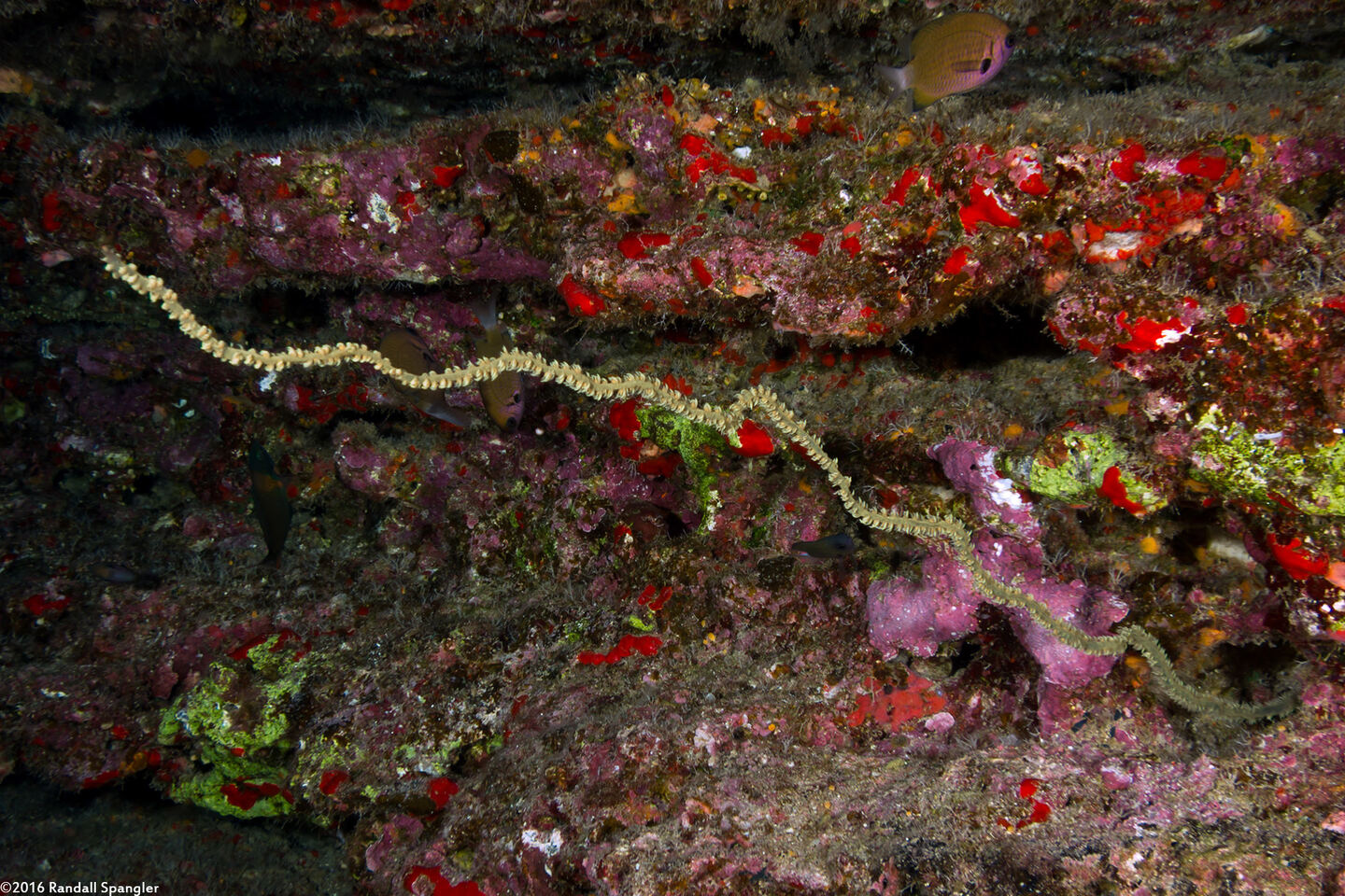 Cirrhipathes anguina (Common Wire Coral)