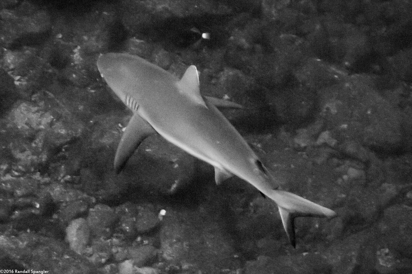 Carcharhinus amblyrhynchos (Gray Reef Shark)