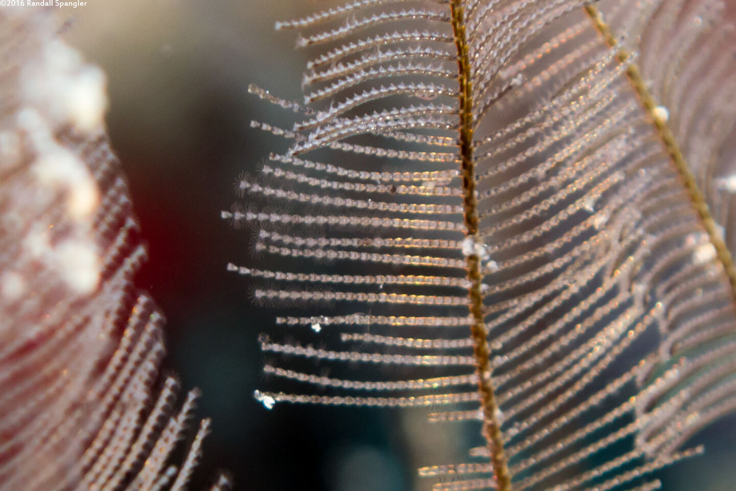 Gymnangium hians (Feather Hydroid)