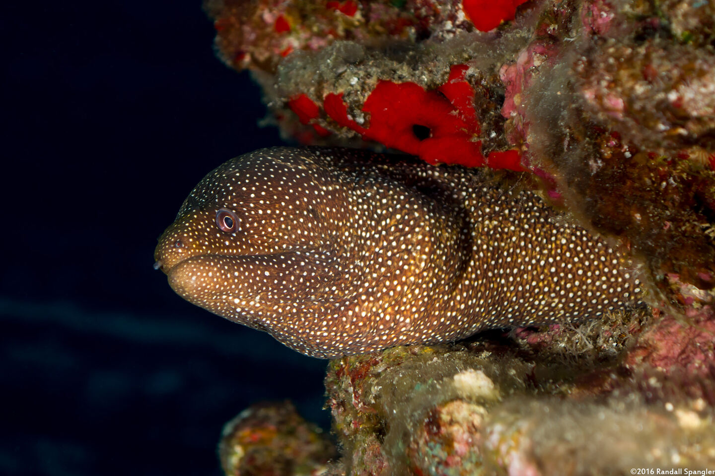 Gymnothorax meleagris (Whitemouth Moray)