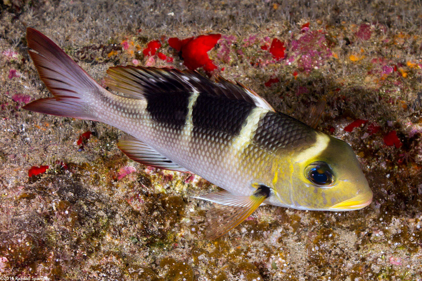 Monotaxis grandoculis (Humpnose Bigeye Bream)