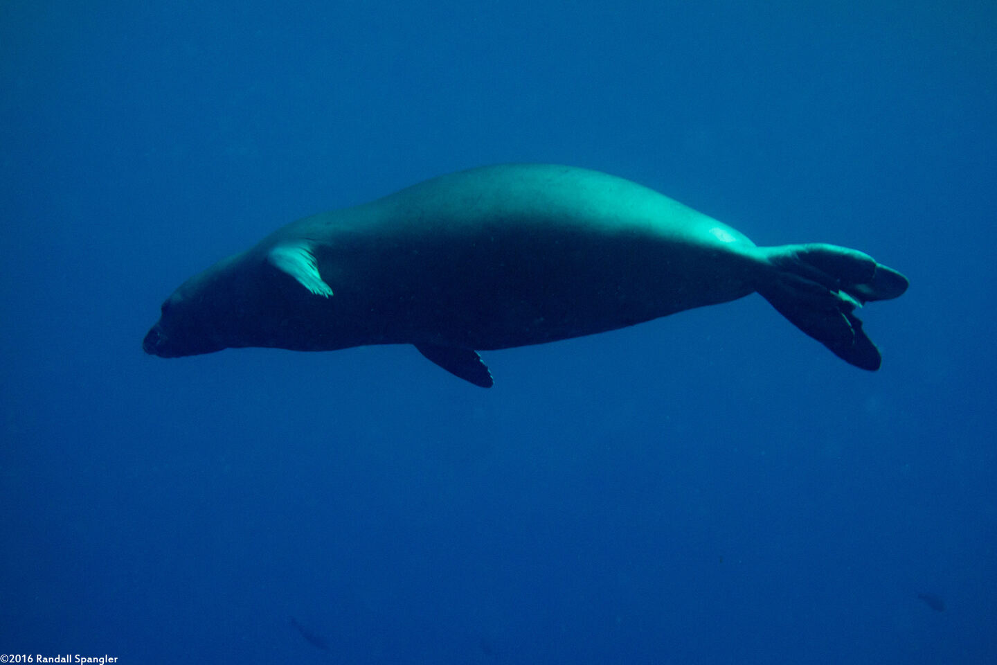 Monachus schauinslandi (Hawaiian Monk Seal)
