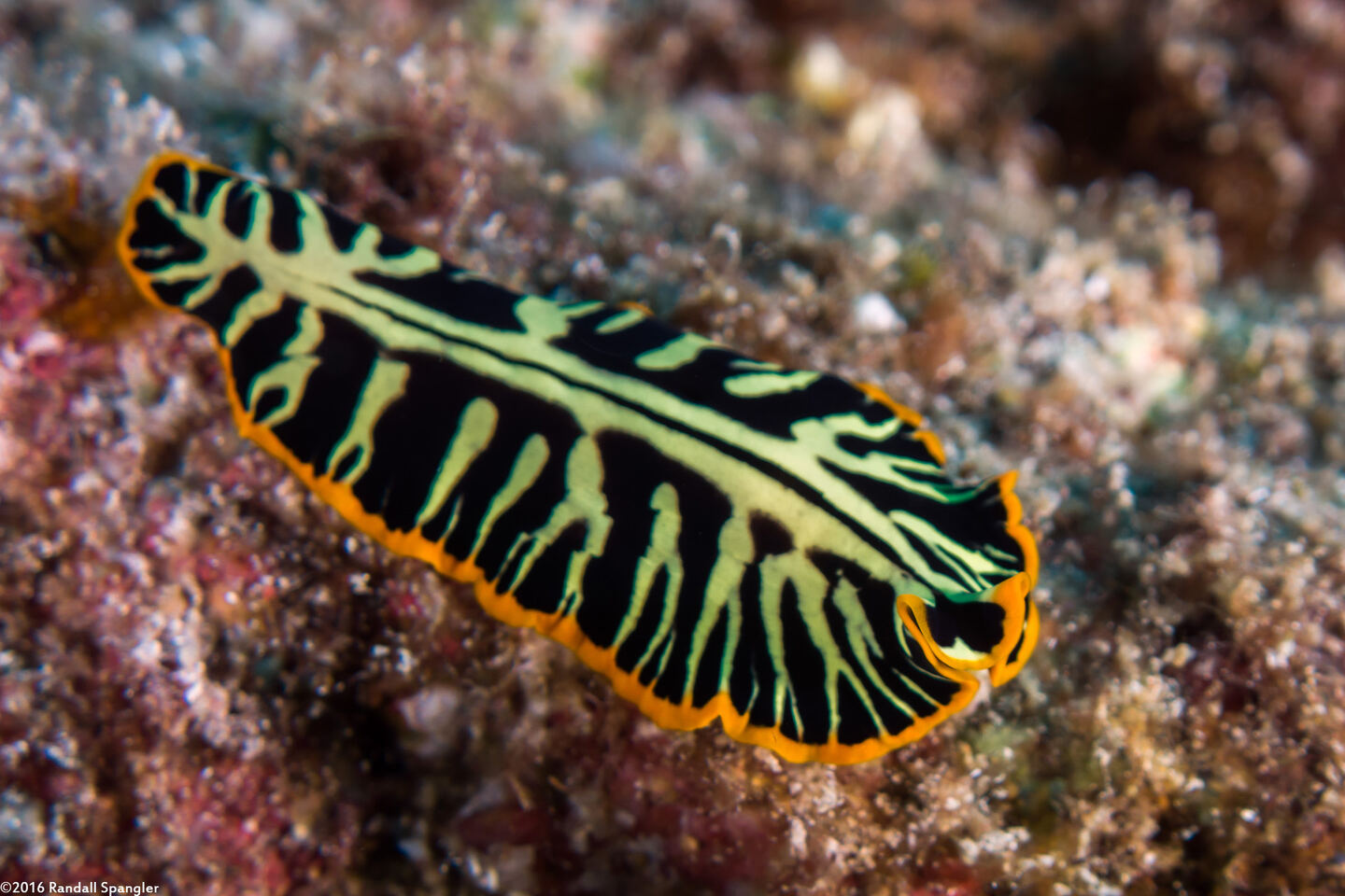 Pseudoceros dimidiatus (Divided Flatworm)