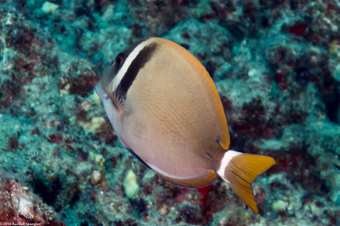 Acanthurus leucopareius (Whitebar Surgeonfish)