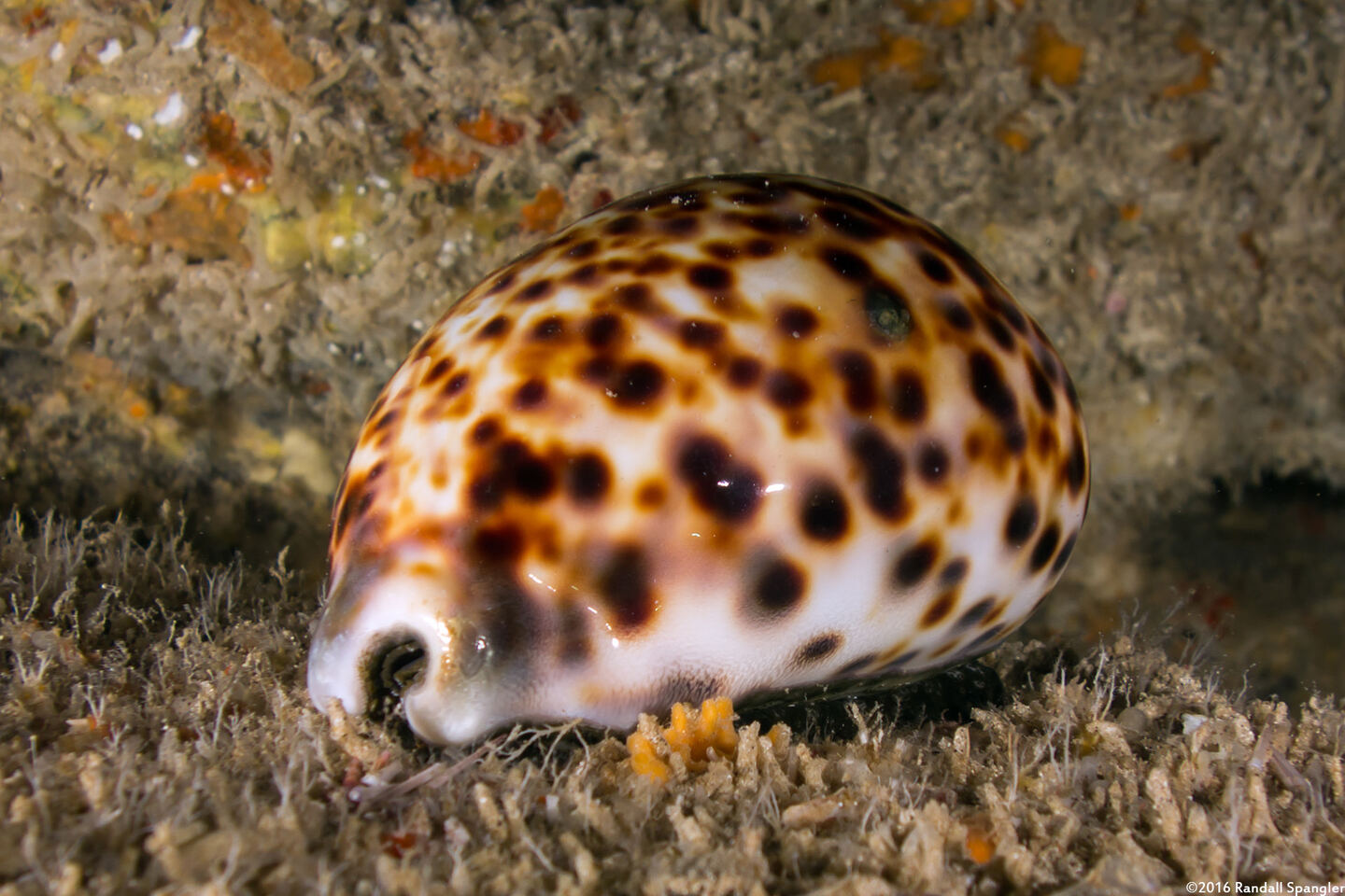 Cypraea tigris (Tiger Cowry)