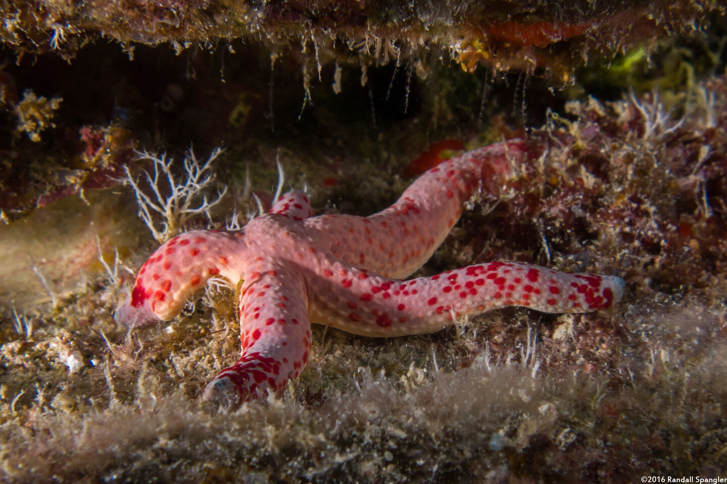 Linckia multifora (Multipore Sea Star)