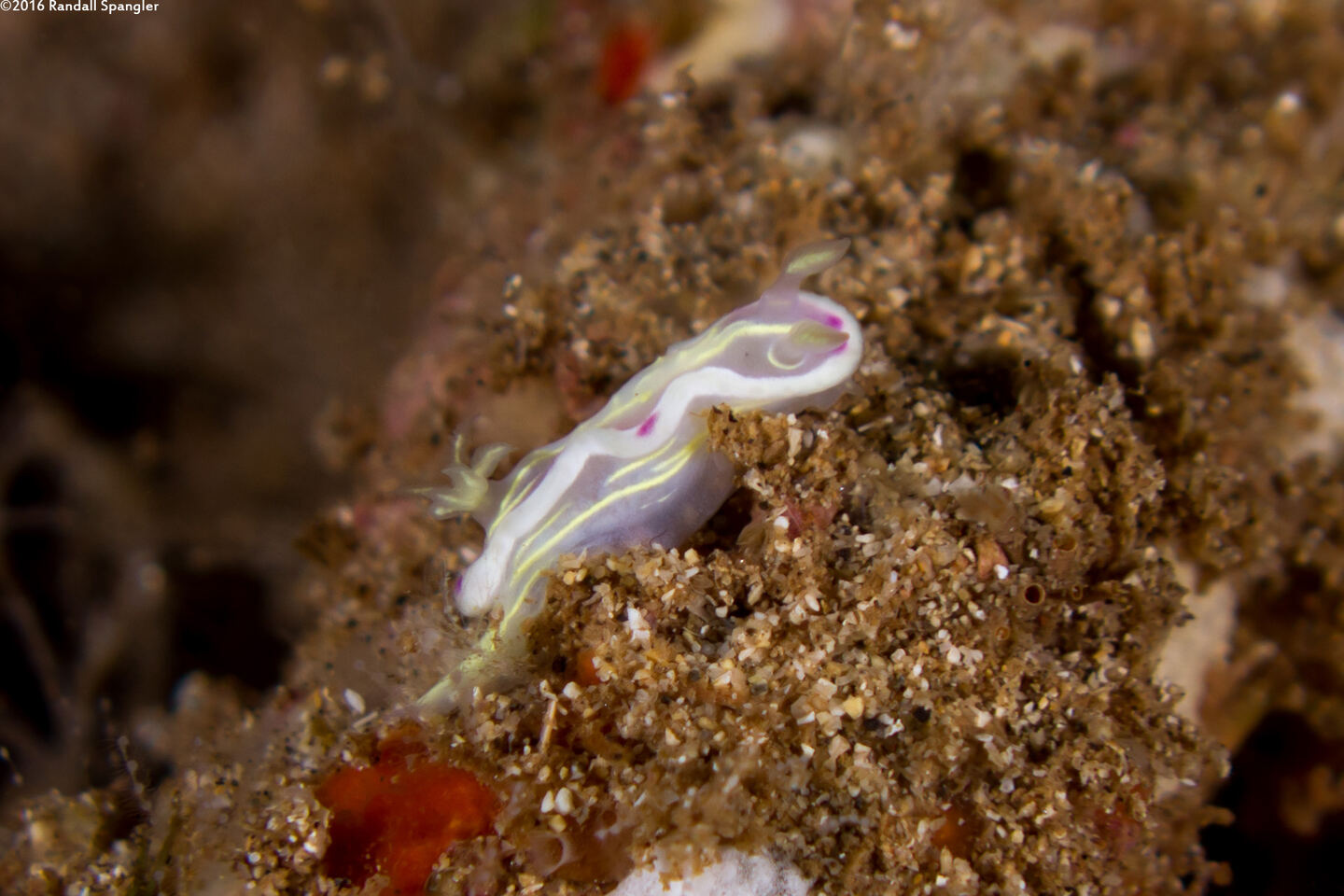 Ceratosoma sp.1 (Ceratosoma sp.1)