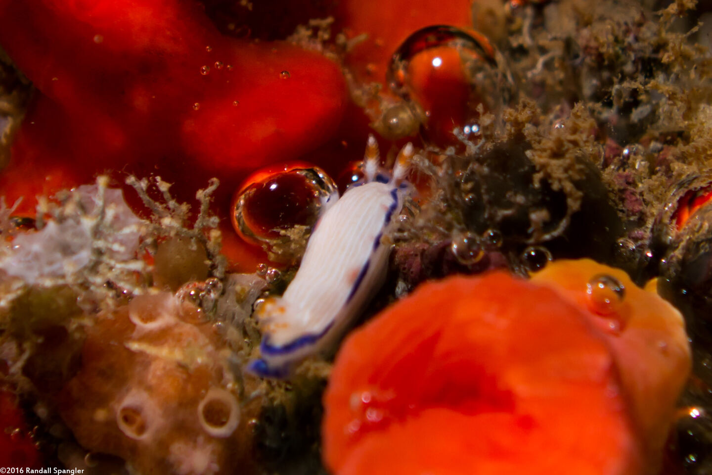 Hypselodoris peasei (Locust Nudibranch)