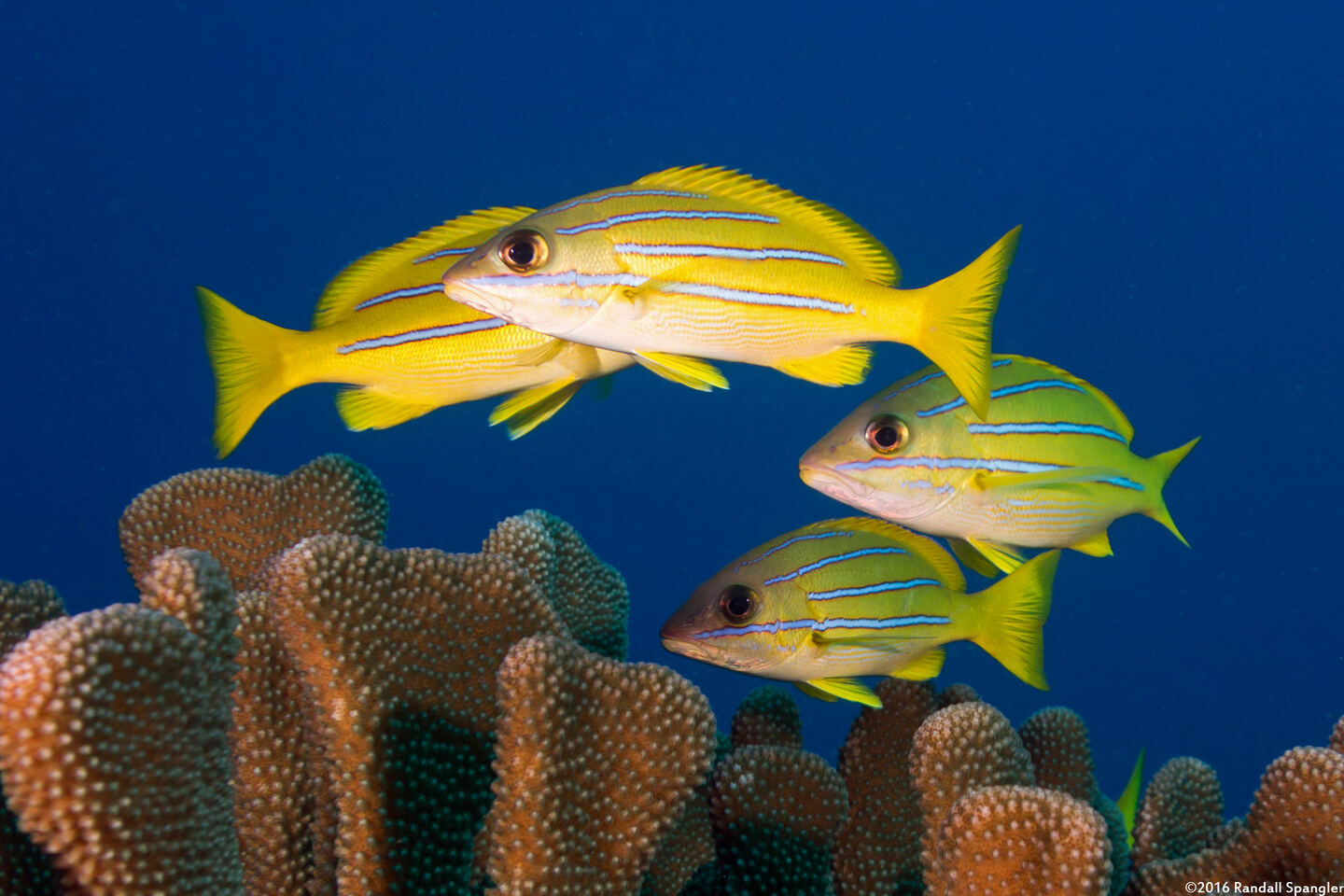Lutjanus kasmira (Bluestripe Snapper)