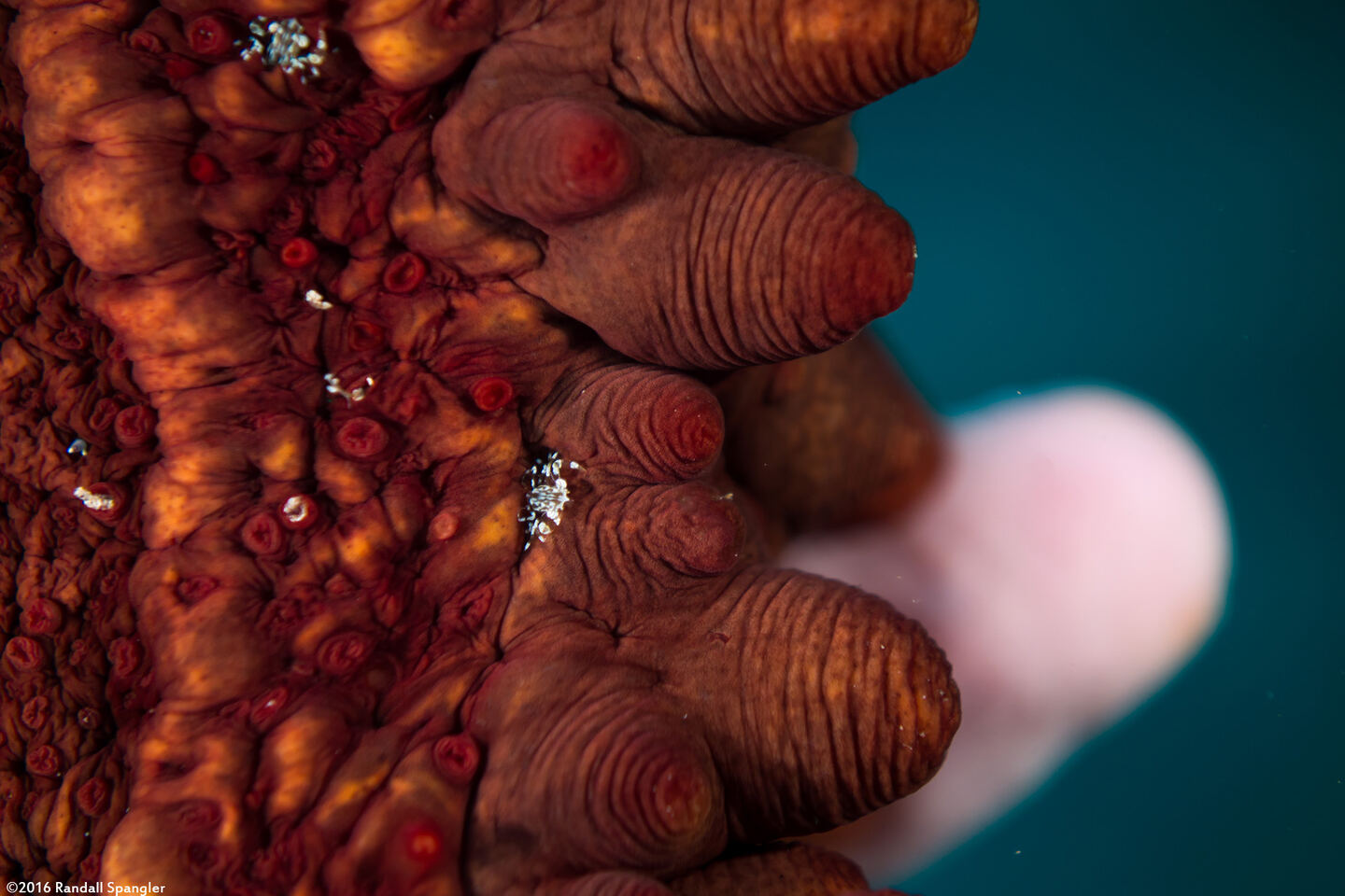 Stichopus sp.1 (Hawaiian Spiky Sea Cucumber); Tiny crabs live on the underside