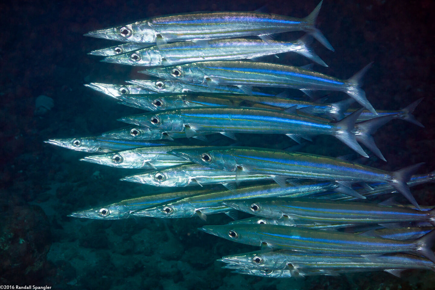 Sphyraena helleri (Heller's Barracuda)
