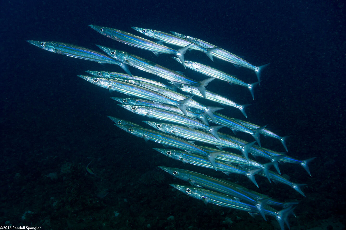 Sphyraena helleri (Heller's Barracuda)