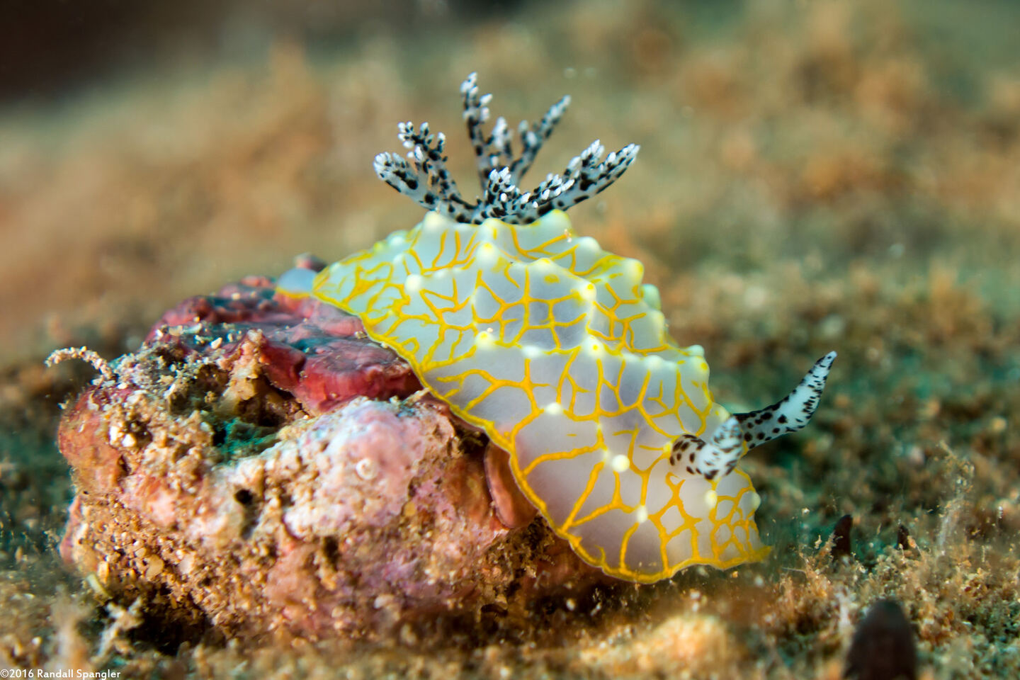 Halgerda terramtuentis (Gold Lace Nudibranch)