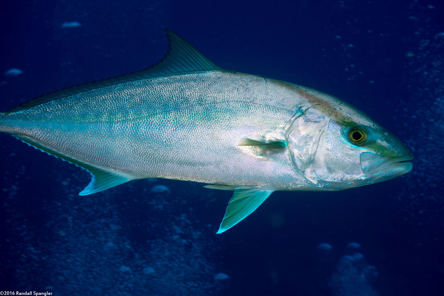 Seriola dumerili (Greater Amberjack)