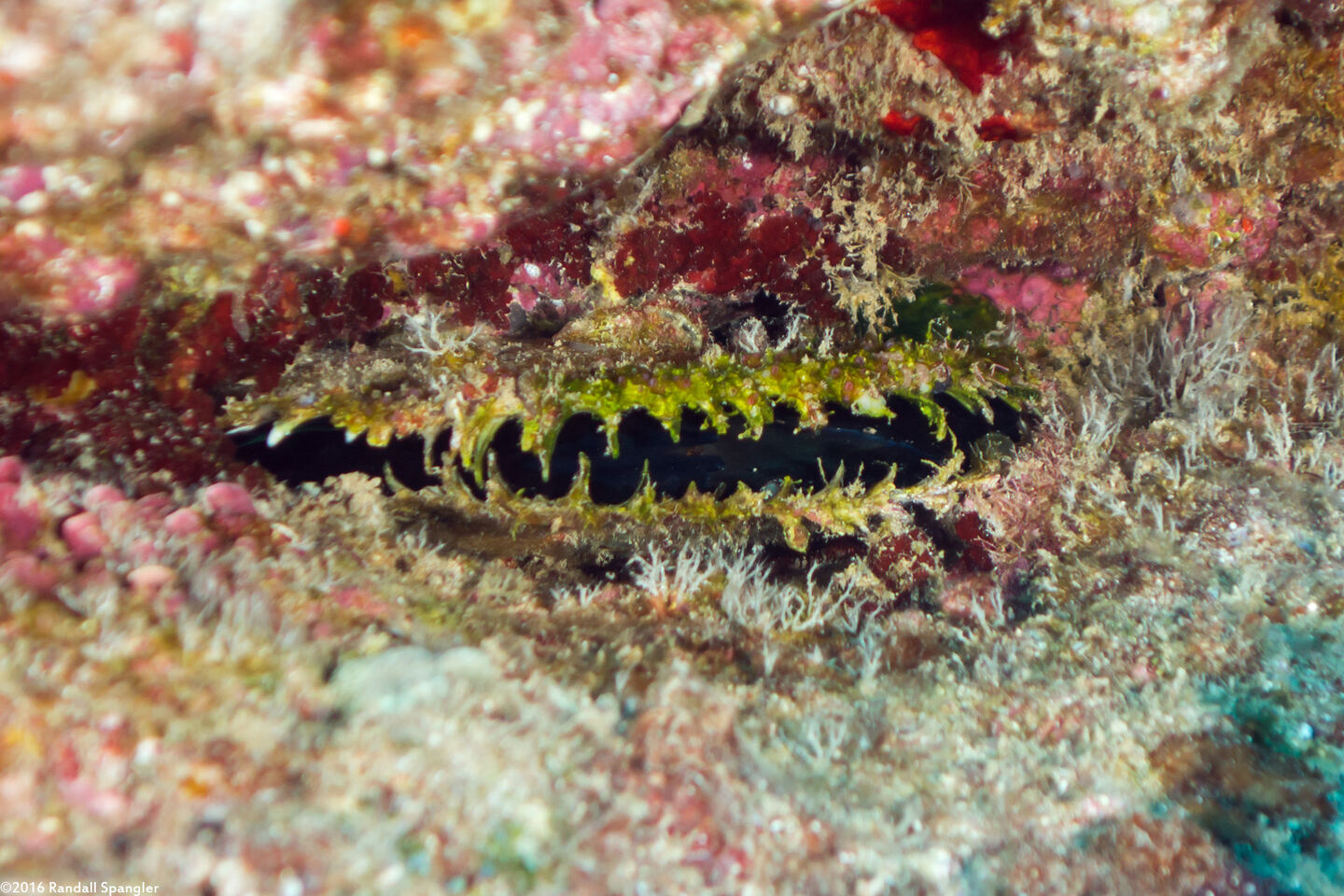 Pinctada margaritifera (Pacific Pearl Oyster)