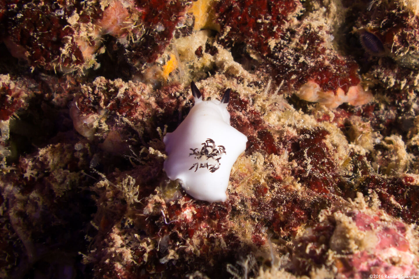 Hiatodoris fellowsi (Fellows' Nudibranch)