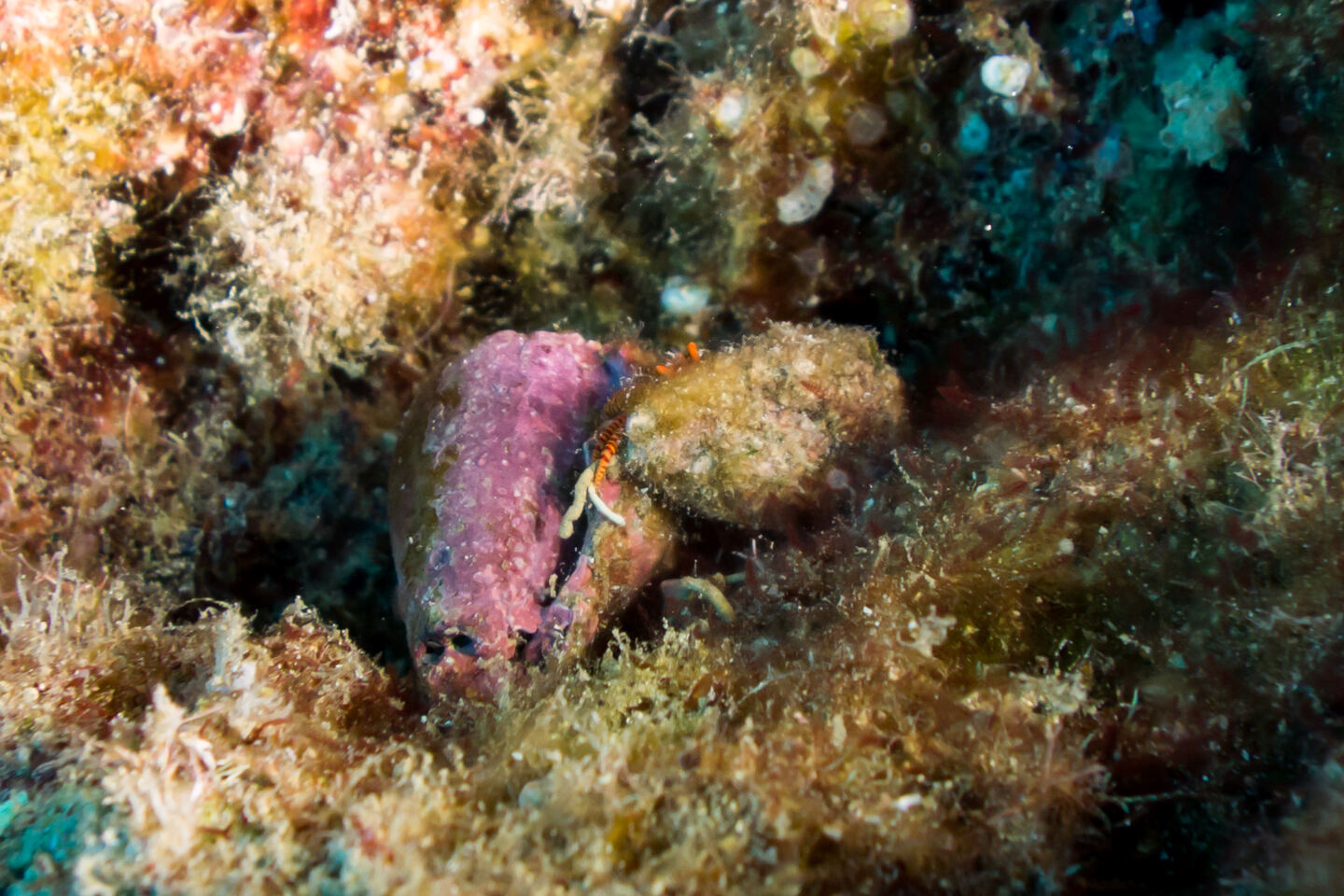 Ciliopagurus strigatus (Cone Shell Hermit Crab)