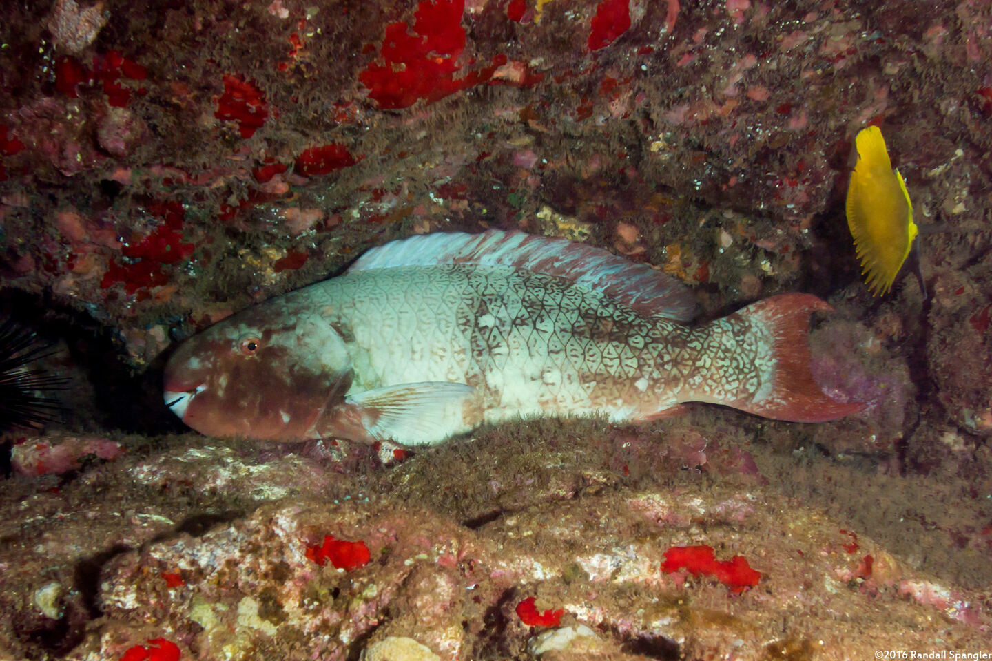 Scarus rubroviolaceus (Redlip Parrotfish)