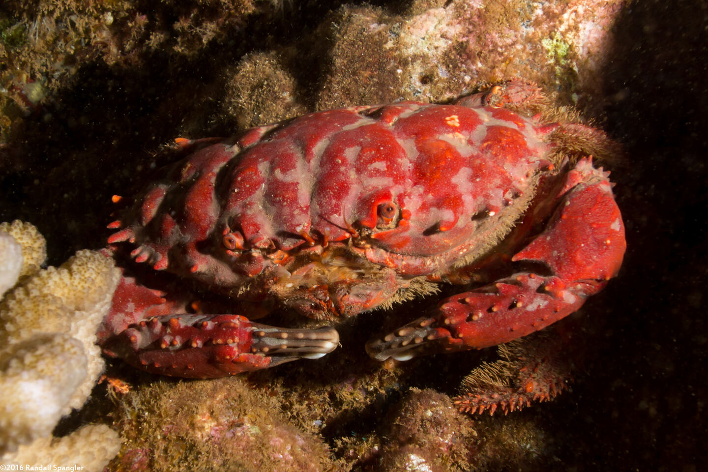 Etisus splendidus (Splendid Red Spooner Crab)